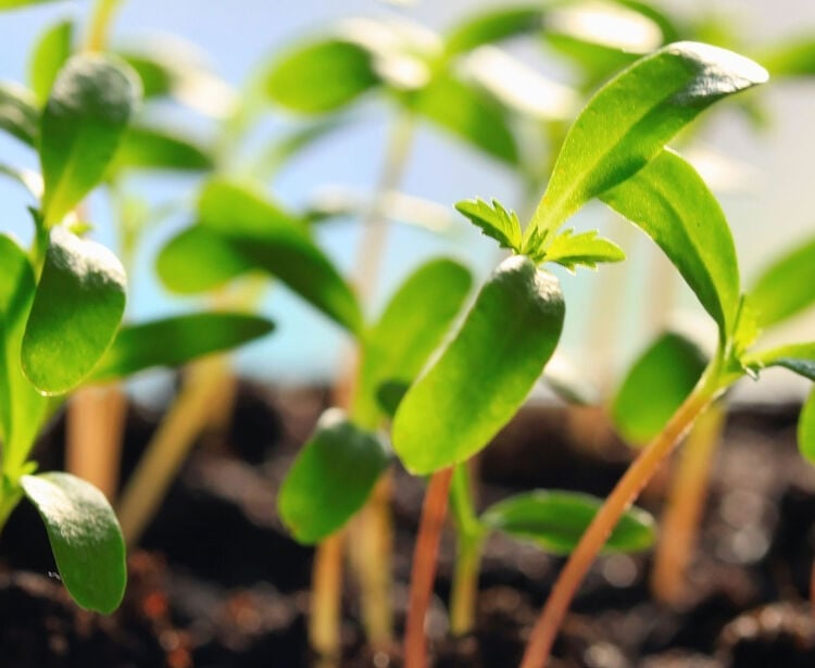Sistemas de Gestão Ambiental de acordo com a Norma ISO 14001:2015