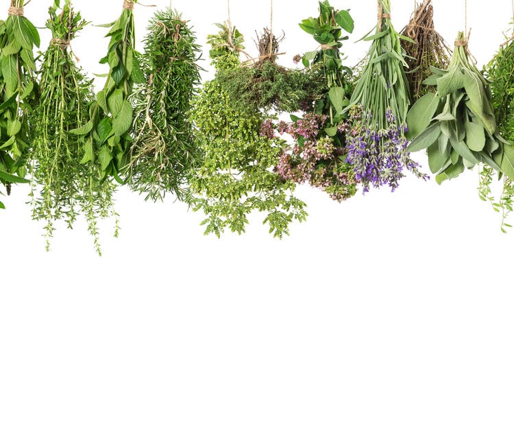 Fitoterapia, Ervanária e Saúde Natural